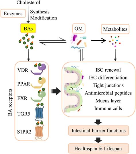 The Role Of Bile Acids In Human Aging