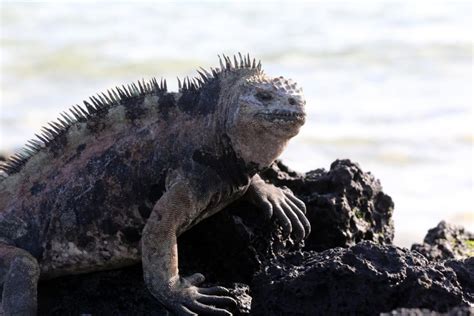 Iguane Marin Des Galapagos Caract Ristiques Alimentation Et Habitat