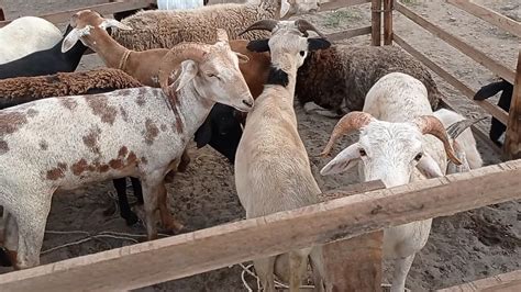 Feira De Caprinos E Ovinos Muitos Animais Em Surubim Pe