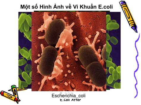 Ppt Vi Khuẩn Ecoli Powerpoint Presentation Id5496531