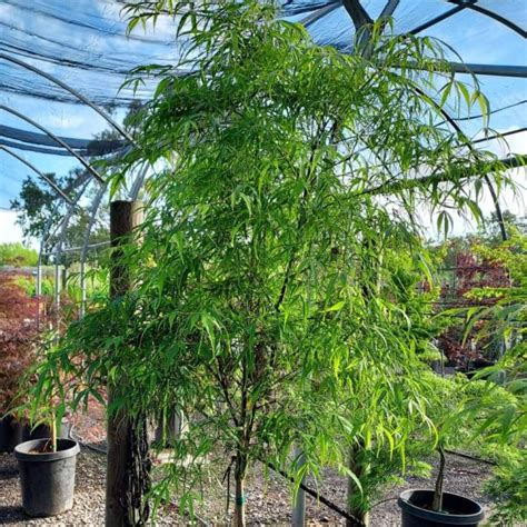 Acer Palmatum Katsura Urban Tree Farm Nursery