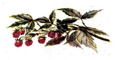 Евгений Чарушин «Мишка — Башка» — Картинки и разговоры