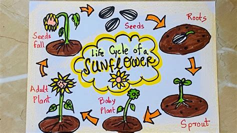 How To Draw Life Cycle Of Sunflower 🌻 For Kids School Science Project