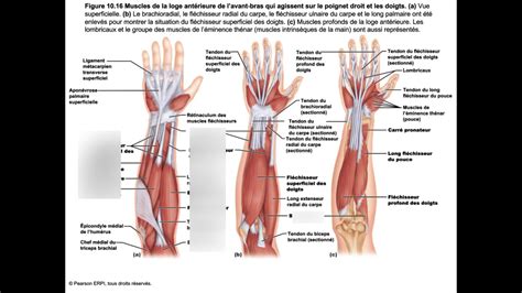 Figure 10 16 Muscles De L Avant Bras Diagram Quizlet