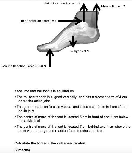 Solved Joint Reaction Force Muscle Force Joint Reaction Force Weight 9 N Ground