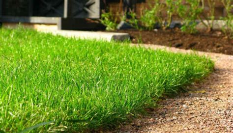 Мини-газон на газете