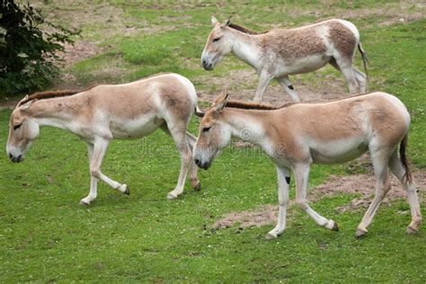 Turkmenian Kulan X Kulan X Do Hemionus Do Equus Foto De Stock