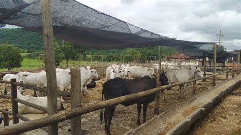 Batalhão Rural Da Polícia Militar De Goiás Recupera 34 Cabeças De Gado