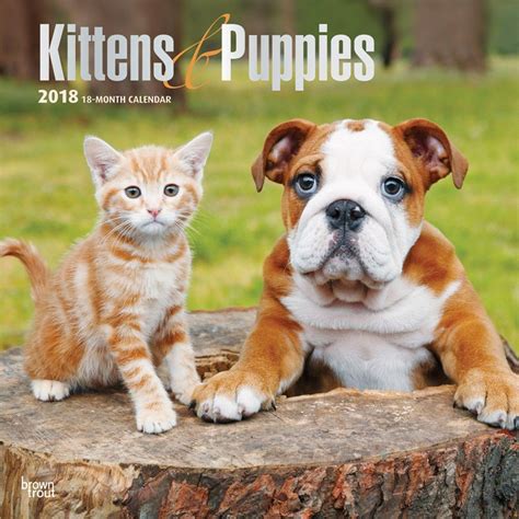 Kittens And Puppies 2018 12 X 12 Inch Monthly Square Wall Calendar With