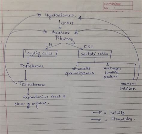 Spermatogenesis Flow Chart