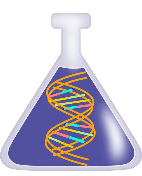 Function of DNA Polymerase: An Introduction to DNA Replication