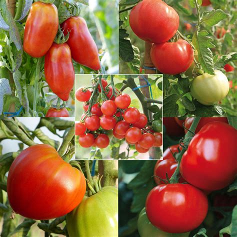 Tomate Agora F En Plants Vari T Vilmorin Vigoureuse Et R Sistante