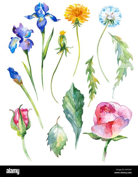 Aquarell Gemalt Sammlung Von Blumen Hand Gezeichnet Blume