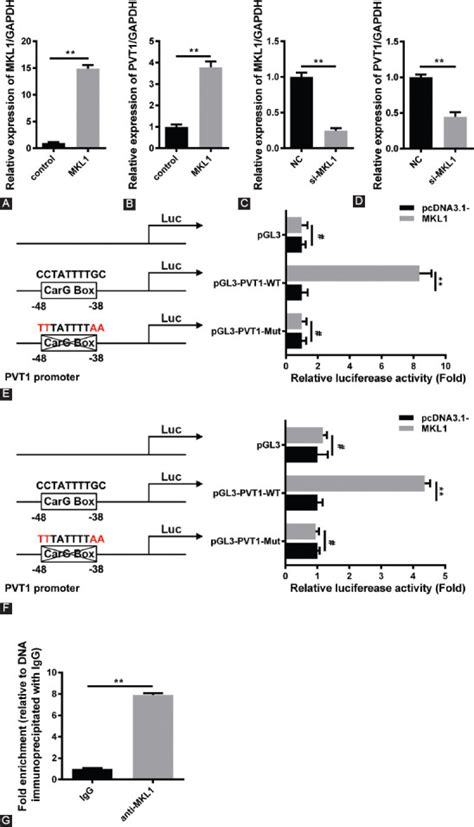 Long Non Coding Rna Pvt1 Regulates The Migration Of Hepatocellular