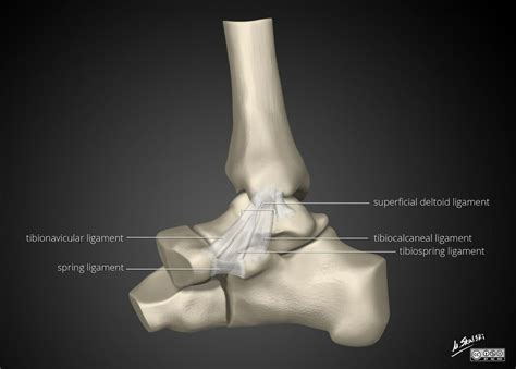 Ligaments Of The Foot And Ankle Wikimsk