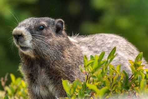 Hoary Marmot (@ 500mm) : wildlifephotography