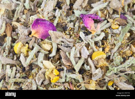 Traditional bedouin tea from Sinai, Egypt Stock Photo - Alamy