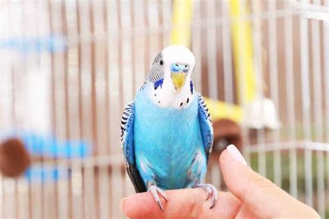 How To Sex Parakeets Embora Pets