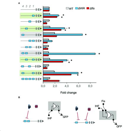 The Activity Of Promoters Harboring Ihf Binding Sites A The