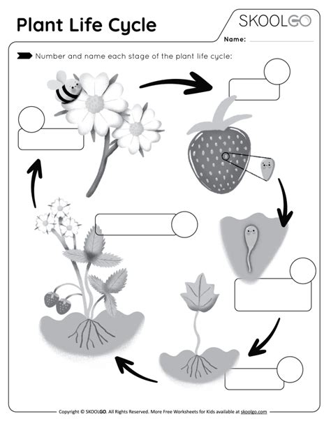 Plant Life Cycle Worksheets Worksheets Alfa Worksheets