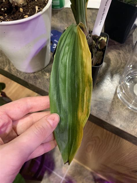 Phaius Orchid Leaf Turning Yellow Help R Orchids