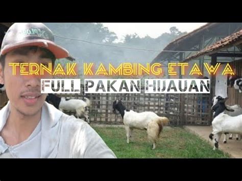 Sukses Ternak Kambing Etawa Full Pakan Hijauan Ekor Tanpa Comboran