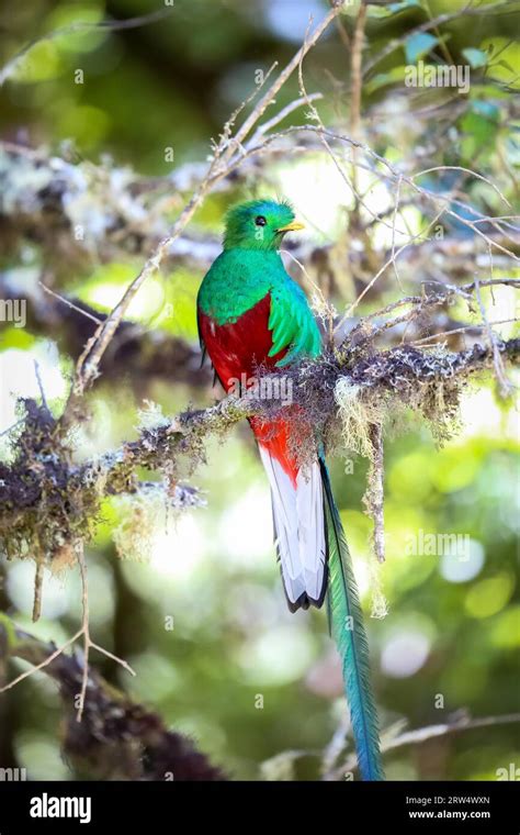 Resplendent Quetzal In Costa Rica Stock Photo Alamy