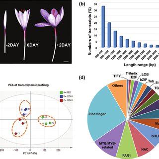 Transcriptional profiling and transcriptomic shifts in the ... 