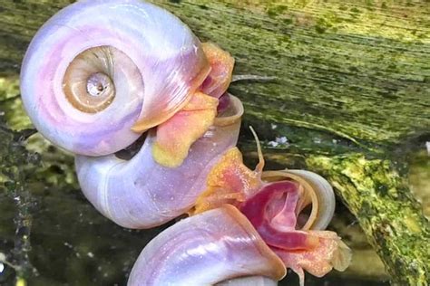 Tipos De Caracoles De Agua Dulce Im Genes Hechos