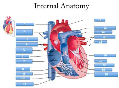 Internal Heart Anatomy