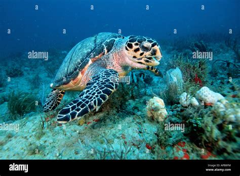 Hawksbill Turtle Eretmochelys Imbricata Feeding On Sponge Stock Photo