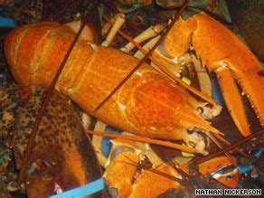 Rare yellow lobster avoids boiling pot - CNN.com