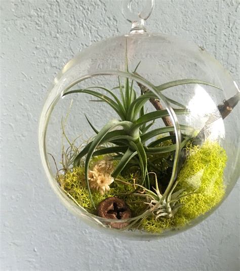 Hanging Air Plant Tillandsia Terrarium Glass Globe Etsy Hanging Air Plants Air Plants