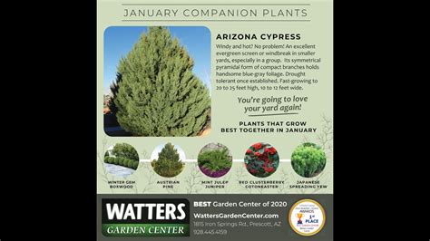 Arizona Cypress Watters Plant Of The Week Signals Az