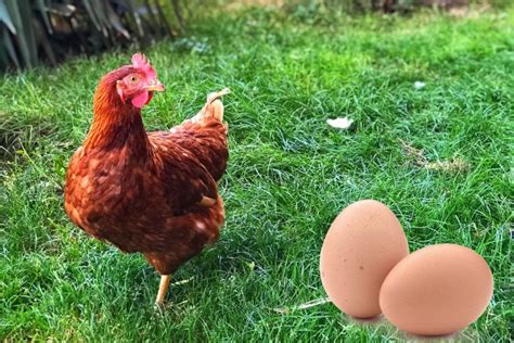 How Many Eggs Does A Chicken Lay In A Day Year Lifetime