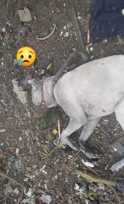 Abandonné et attaché à un arbre le chien a enfin trouvé un foyer aimant