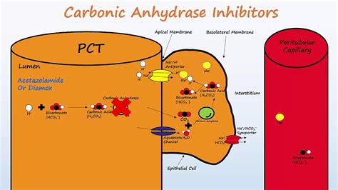 Diuretics Part 1 Osmotic Diuretics And Carbonic Anhydrase Inhibitors