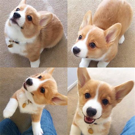 Corgi Fan On Instagram 👫 Tag Your Friends 🔁 Reposted From Hambone