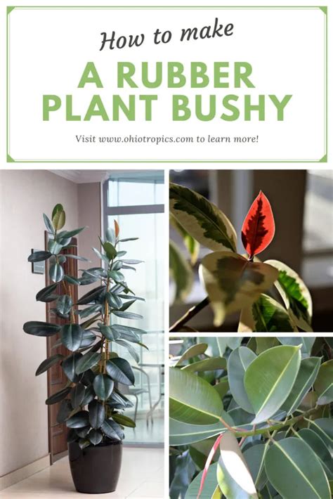 How To Make A Rubber Plant Bushy Tips To Prune For Success