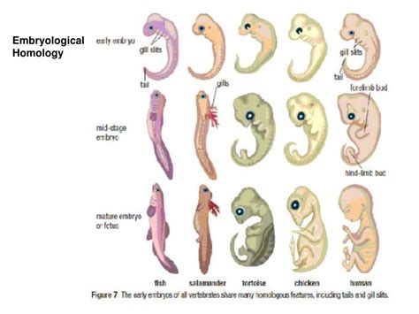 PPT - The Evidence for Evolution PowerPoint Presentation, free download