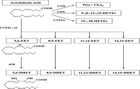 Epoxyeicosatrienoic Acid Pathway In Human Health And Disease