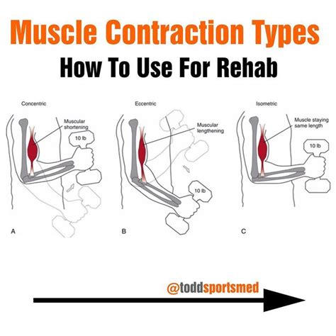 Contraction types | Muscle contraction, Muscle, Rehab