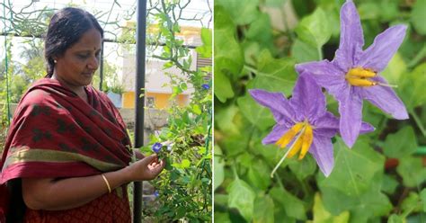 11 Medicinal Plants You Can Grow At Home For Respiratory And Digestive Health