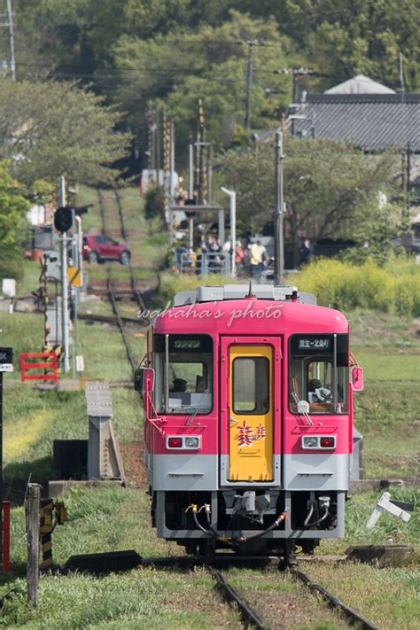 鉄道風景写真が撮りたーいっ！ 北条鉄道の春②