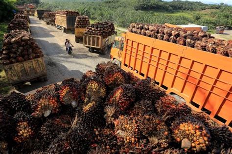 Indonesia Removes Palm Oil Export Levy Until Aug 31 Markets The Jakarta Post