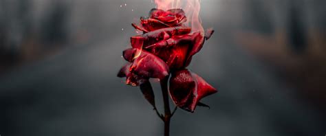 Rose flower Wallpaper 4K, Fire, Burning, Dark, Aesthetic