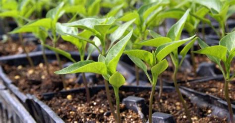 Grow Hot Peppers Pepper Gardening In Containers