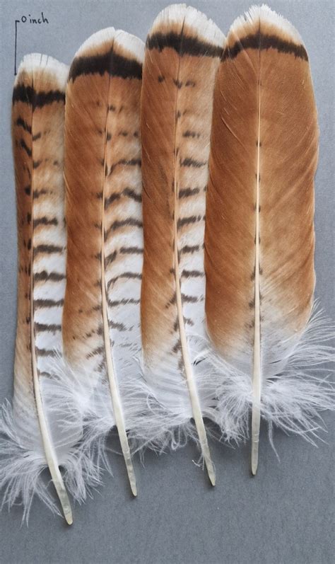 Rare Striped Natually Red Feathers Perfect For Smudge Tribe Wicca