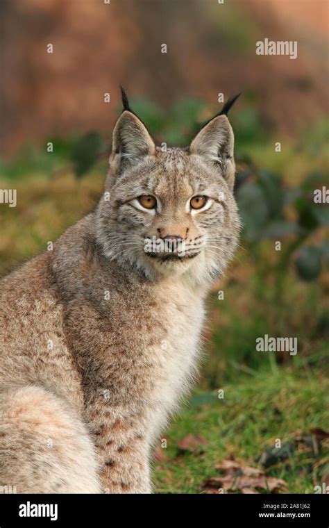 Eurasian Lynx Lynx Lynx Animal Portrait Captive Bavarian Forest