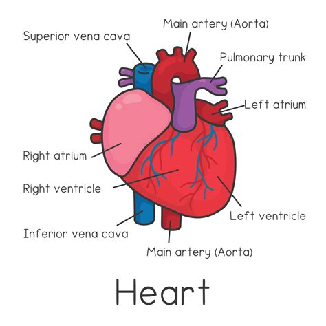 Heart diagram chart and vocabulary in science subject kawaii doodle ...